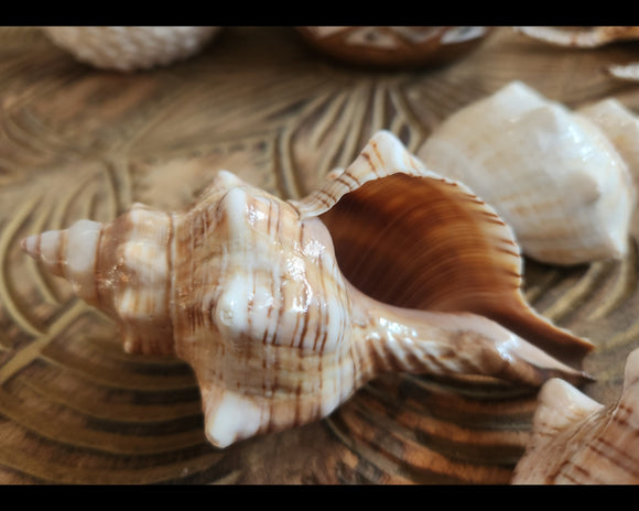 Striped Fox Conch